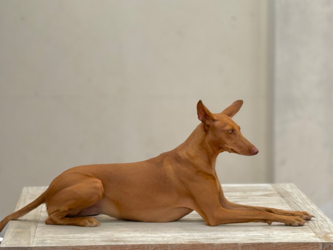 découvrez tout ce qu’il faut savoir sur le chiot berger belge malinois : ses caractéristiques, son éducation, ses besoins et des conseils pour bien l’accueillir dans votre famille.