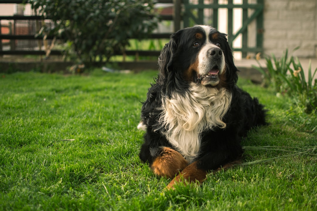 découvrez le bouvier bernois, un chien de montagne fidèle et affectueux, reconnu pour sa robustesse, son pelage tricolore et son tempérament doux. idéal pour la famille et les amateurs de grands chiens.