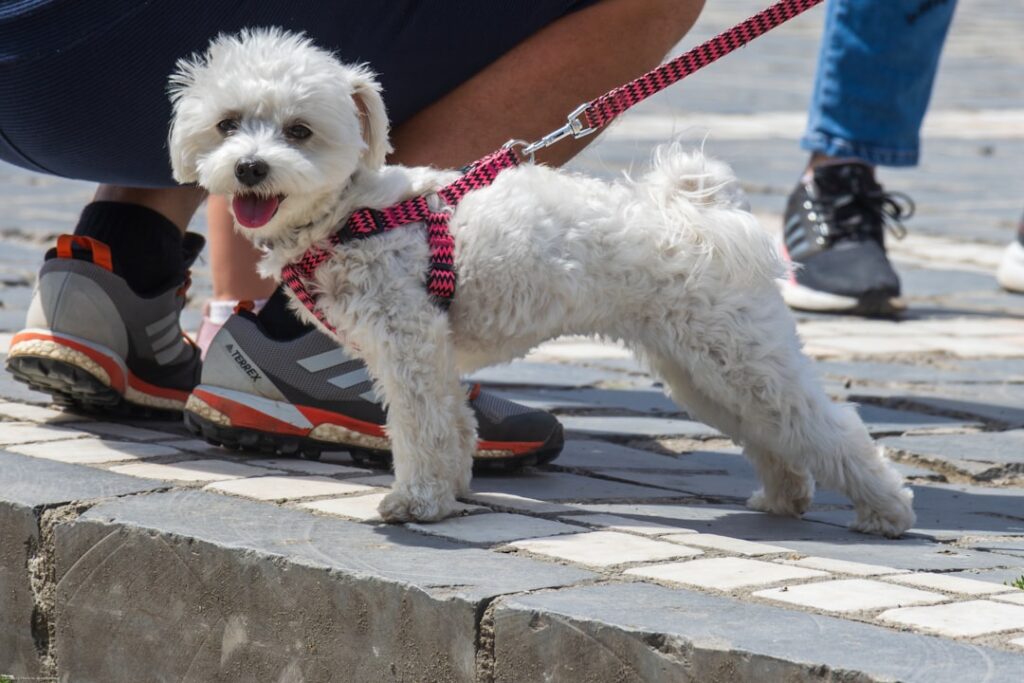découvrez tout sur le bichon, un petit chien affectueux, joyeux et facile à vivre. apprenez-en plus sur son caractère, son entretien et ses besoins pour adopter le compagnon idéal.