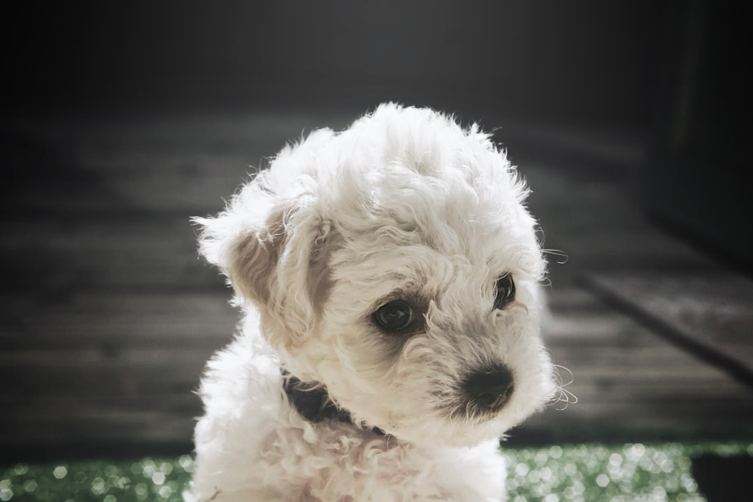 découvrez tout sur le bichon frisé : caractère, entretien, conseils d’adoption et informations pratiques sur cette race de chien joyeuse et affectueuse.