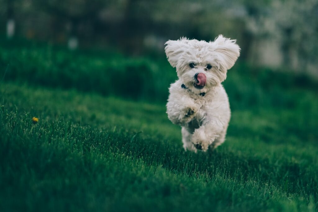 découvrez tout sur le bichon frisé : un chien plein de joie, affectueux et idéal pour la famille. conseils d’entretien, caractère, éducation et santé de cette adorable boule de poils !