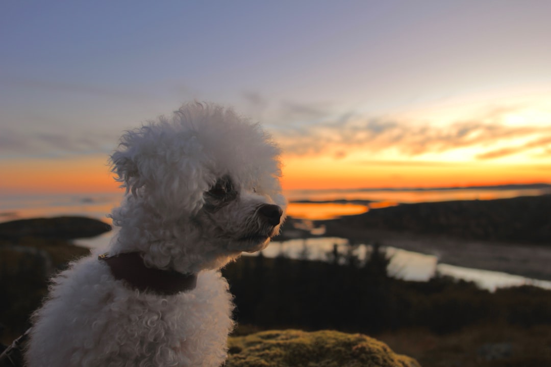 découvrez tout ce qu'il faut savoir sur le bichon frisé : son caractère affectueux, son entretien, ses besoins et des conseils pour bien vivre avec ce chien joyeux adapté aux familles.