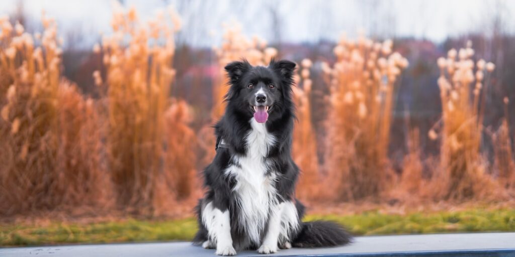 découvrez tout sur le border collie : origine, caractère, besoins et conseils pour bien éduquer cette race de chien intelligente, sportive et fidèle. idéal pour les familles actives !
