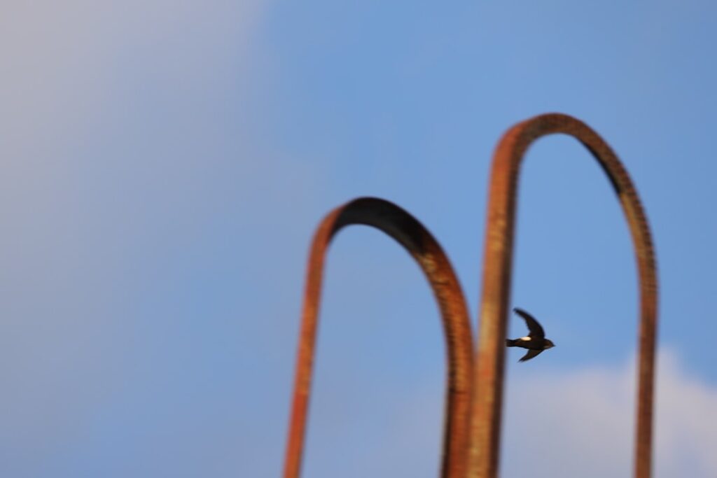 découvrez le bouvier des flandres, un chien robuste et intelligent, idéal pour la famille comme pour le travail. apprenez tout sur son caractère, son entretien et ses besoins.