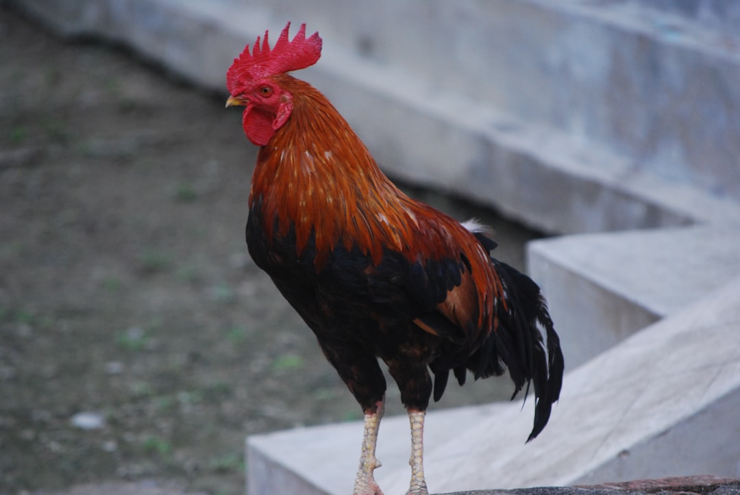 découvrez tout ce qu’il faut savoir sur le cocker, un chien attachant et plein d’énergie : origine, caractère, conseils d’éducation et d’entretien pour une cohabitation harmonieuse.