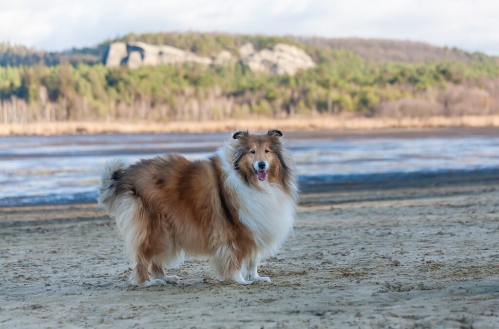 découvrez tout sur le collie, une race de chien élégante et intelligente, réputée pour sa loyauté, sa douceur avec les enfants et ses aptitudes au dressage. informations, conseils et caractéristiques sur le collie.