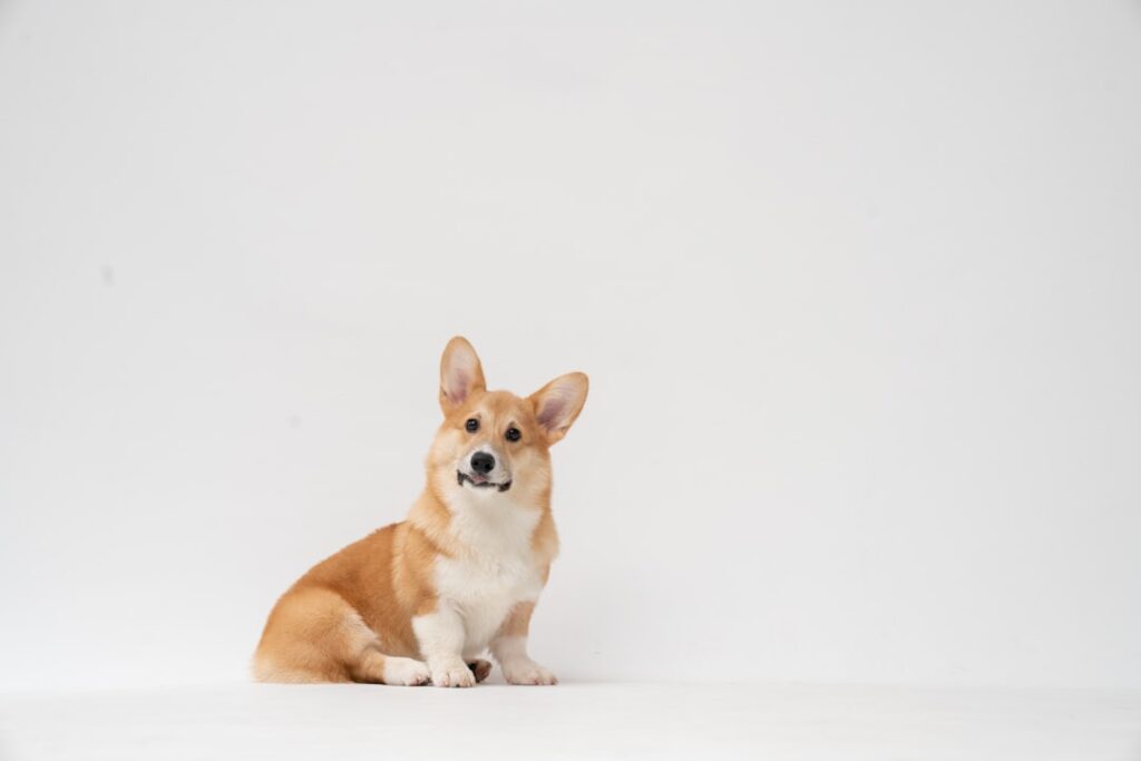 découvrez tout sur le corgi, ce chien adorable et énergique réputé pour sa petite taille, son intelligence, et sa loyauté. conseils d'adoption, caractéristiques, et astuces pour bien s'occuper de votre compagnon à quatre pattes !