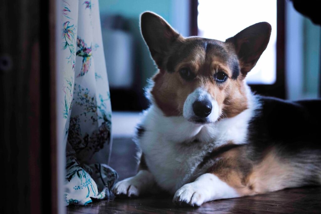 découvrez tout sur le corgi, un chien de petite taille connu pour son tempérament joyeux, son intelligence et sa loyauté. conseils d’élevage, caractéristiques et soins.