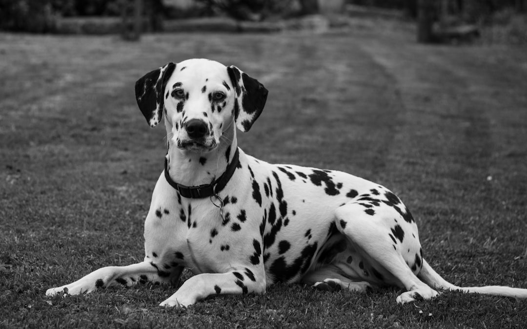 découvrez tout sur les dalmatiens : origine, caractéristiques, tempérament et conseils pour prendre soin de cette race de chiens élégante et énergique.