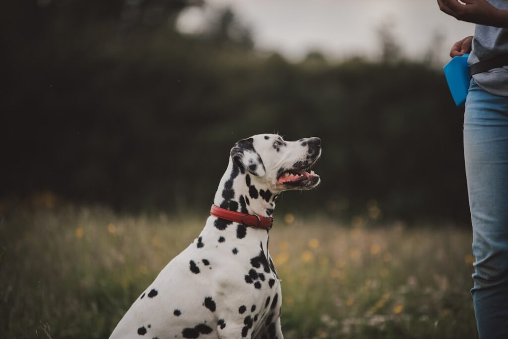 découvrez tout sur les dalmatiens : leur histoire, leur caractère, des conseils d'éducation et d'entretien pour cette race de chien célèbre à la robe tachetée.