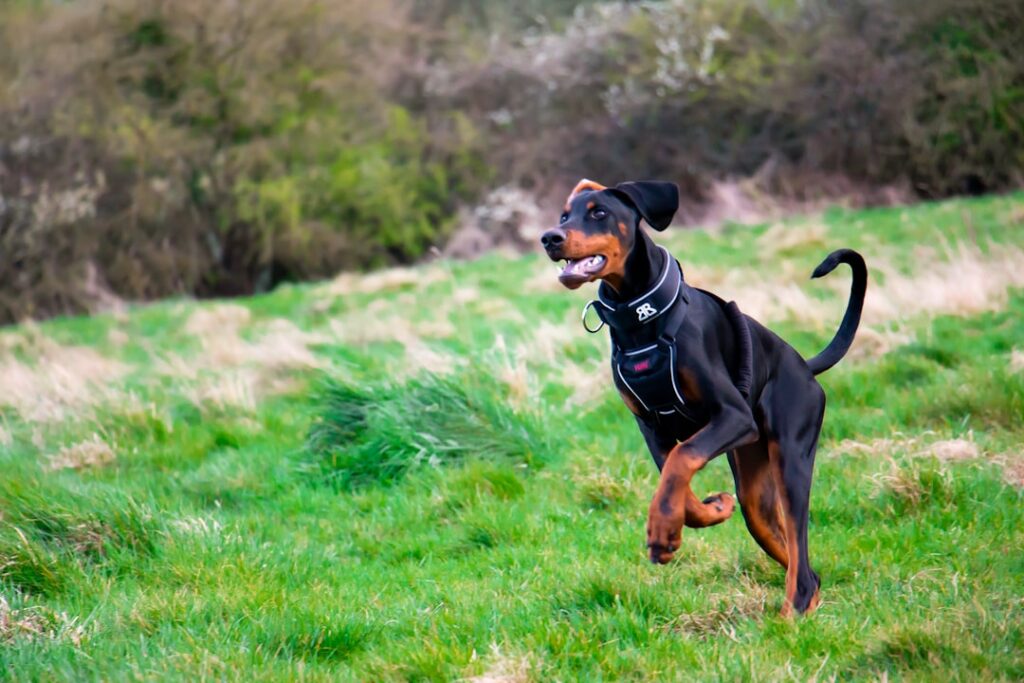 découvrez tout sur le doberman, un chien élégant, fidèle et énergique. conseils, caractéristiques, comportement et soins indispensables pour bien vivre avec ce compagnon exceptionnel.