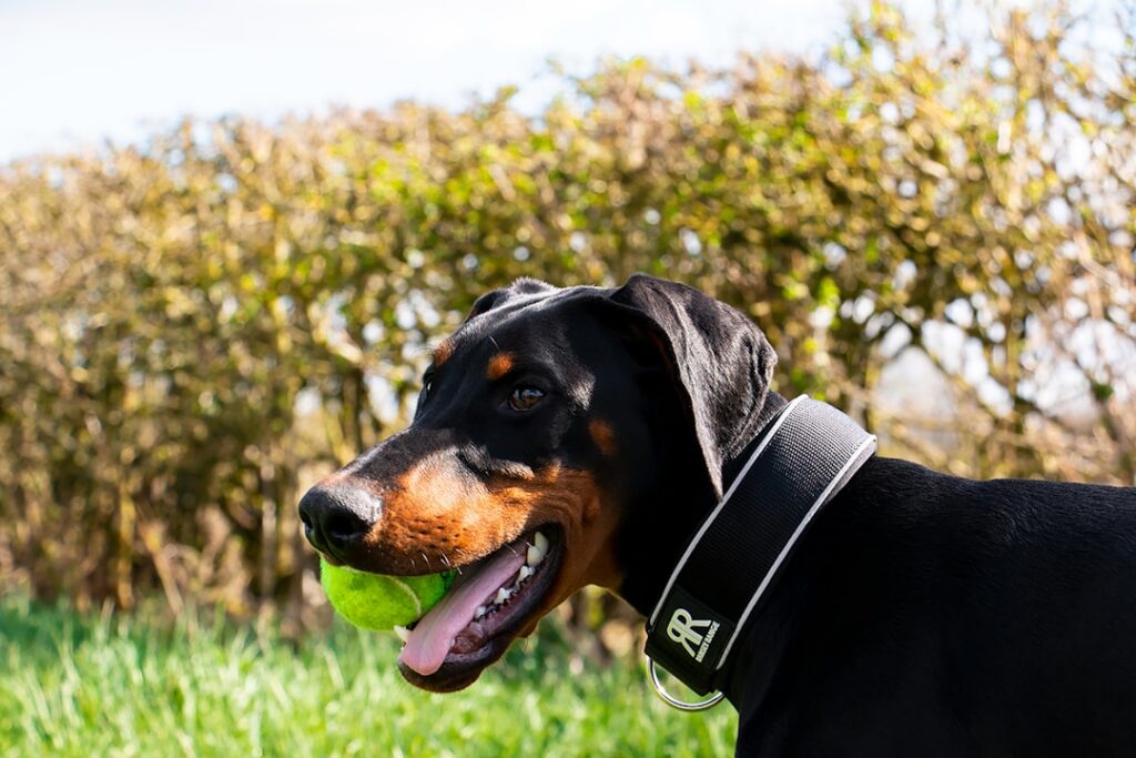 découvrez tout sur le doberman : un chien de garde élégant, intelligent et loyal. informations sur son caractère, ses besoins, son éducation et ses soins au quotidien.