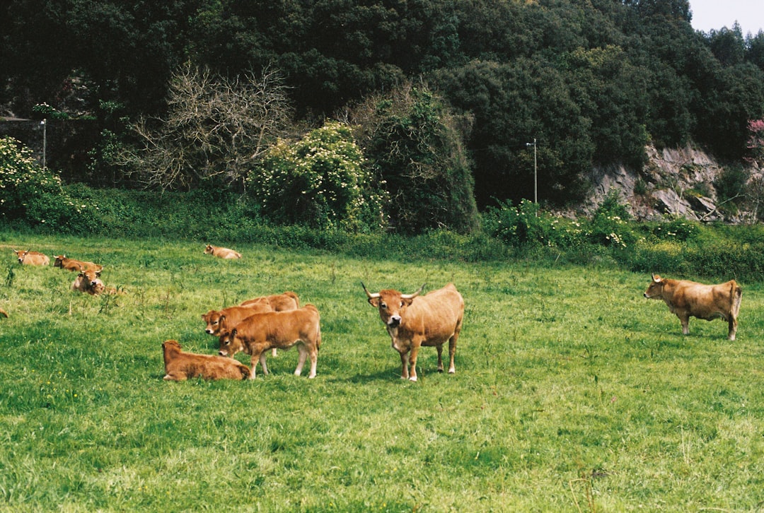découvrez l'élevage du braque allemand : conseils, sélection des reproducteurs, santé et bien-être de cette race de chiens de chasse réputée pour son intelligence et son énergie.