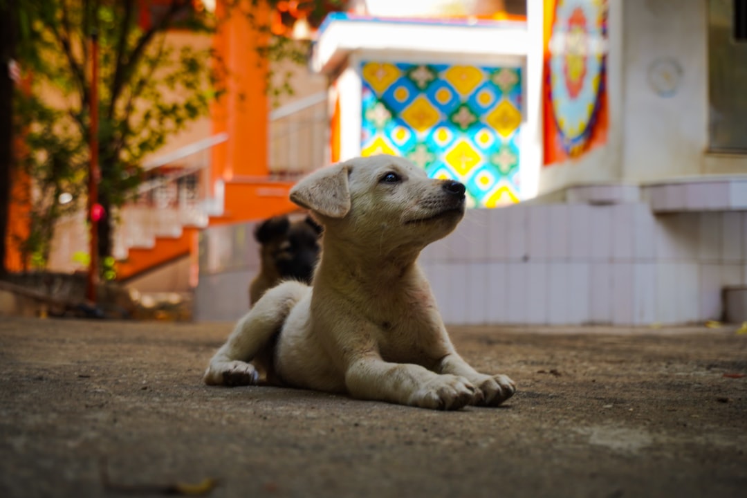 découvrez le chiot havanese, un compagnon affectueux, intelligent et plein de vie. parfait pour les familles, apprenez tout sur son caractère, ses besoins et comment en prendre soin.