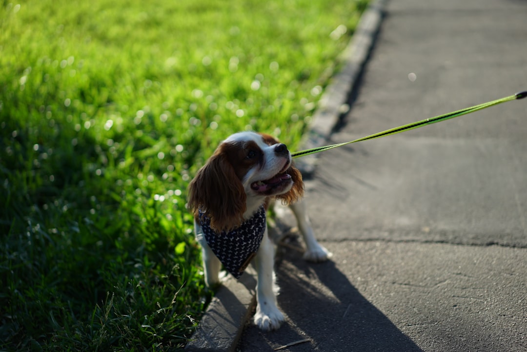 découvrez les avantages d'une longue laisse pour chien : liberté, sécurité et contrôle lors de vos promenades. choisissez la laisse idéale pour le bien-être de votre animal.