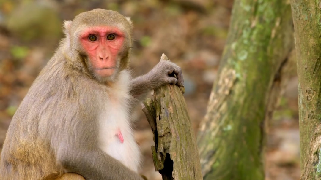 découvrez la signification, les usages et les différents types de muselières (muzzle) pour animaux. informez-vous sur leur utilité, sécurité et réglementations.