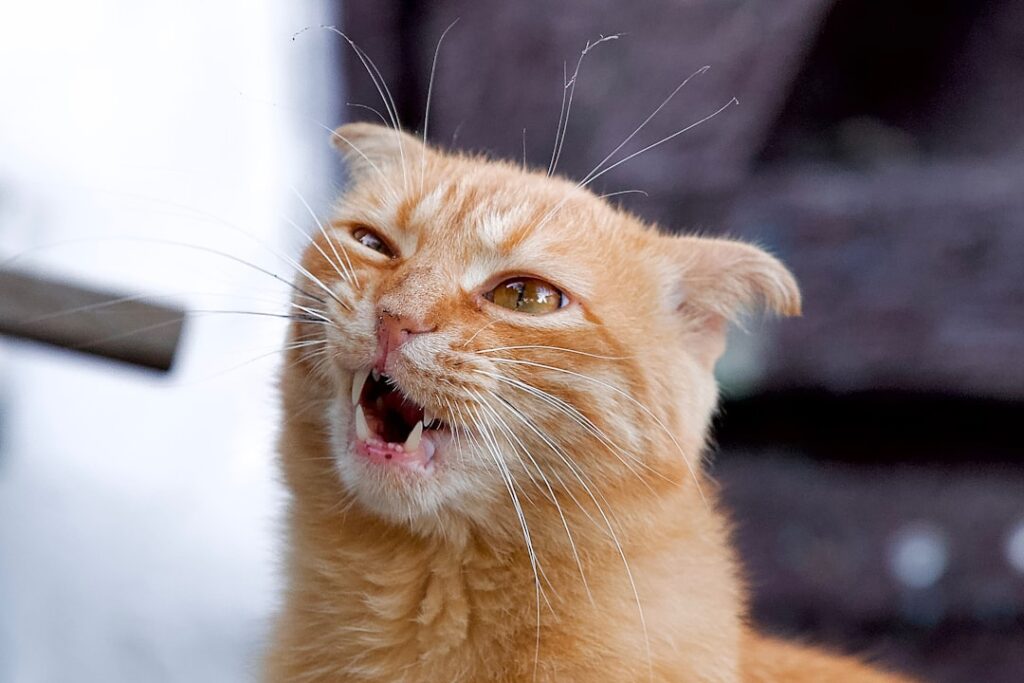 découvrez l'essentiel sur le terme 'muzzle' : définitions, utilisations, conseils et explications pour mieux comprendre ce mot en français et en anglais.