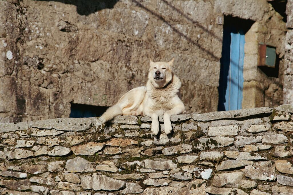 découvrez tout sur le chien des pyrénées : caractéristiques, tempérament, conseils d’élevage et de dressage pour ce fidèle compagnon protecteur et majestueux.