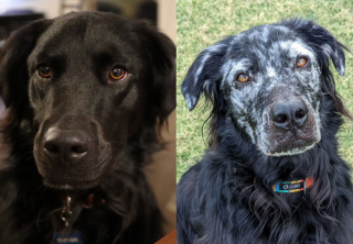 découvrez les principales affections cutanées chez le chien en 2025 : conseils, traitements et prévention pour assurer la santé de la peau de votre animal.