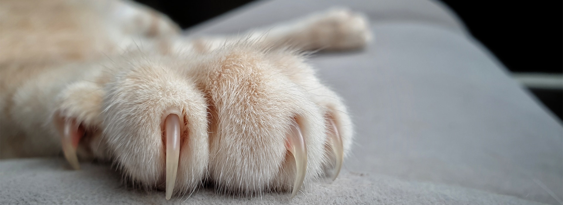 découvrez les causes de l'agressivité chez le chat, les signes à repérer et des conseils pratiques pour apaiser votre animal et rétablir une relation harmonieuse.