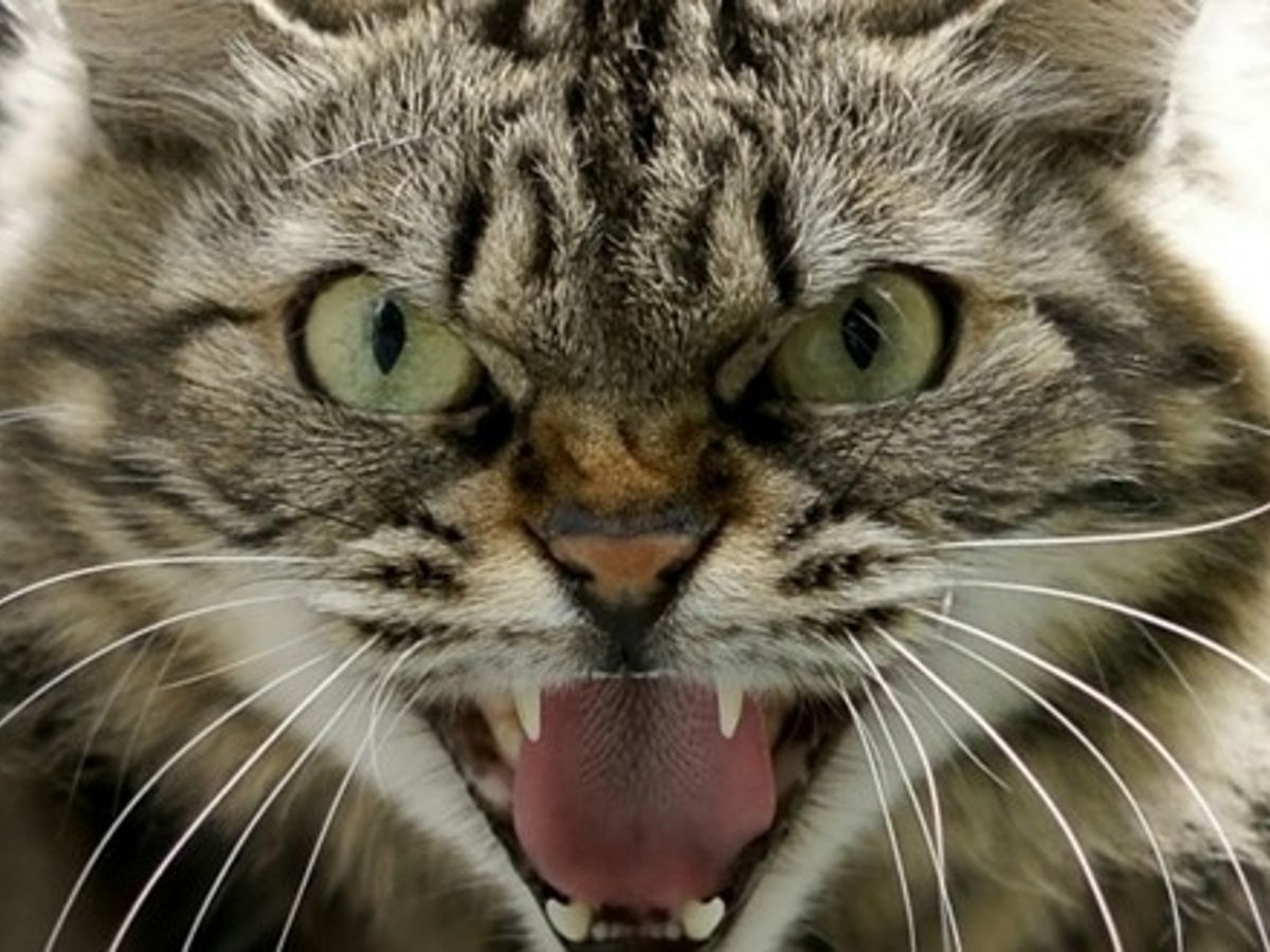 découvrez les causes de l'agressivité chez le chat, les signes à observer et des conseils pratiques pour apaiser votre félin et améliorer votre cohabitation.