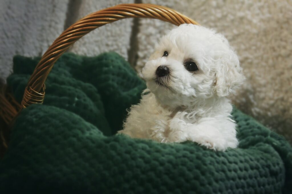 découvrez tout sur le bichon frisé, un chien affectueux et joyeux au pelage bouclé. conseils d'éducation, d'entretien et d'alimentation pour ce compagnon idéal en famille.