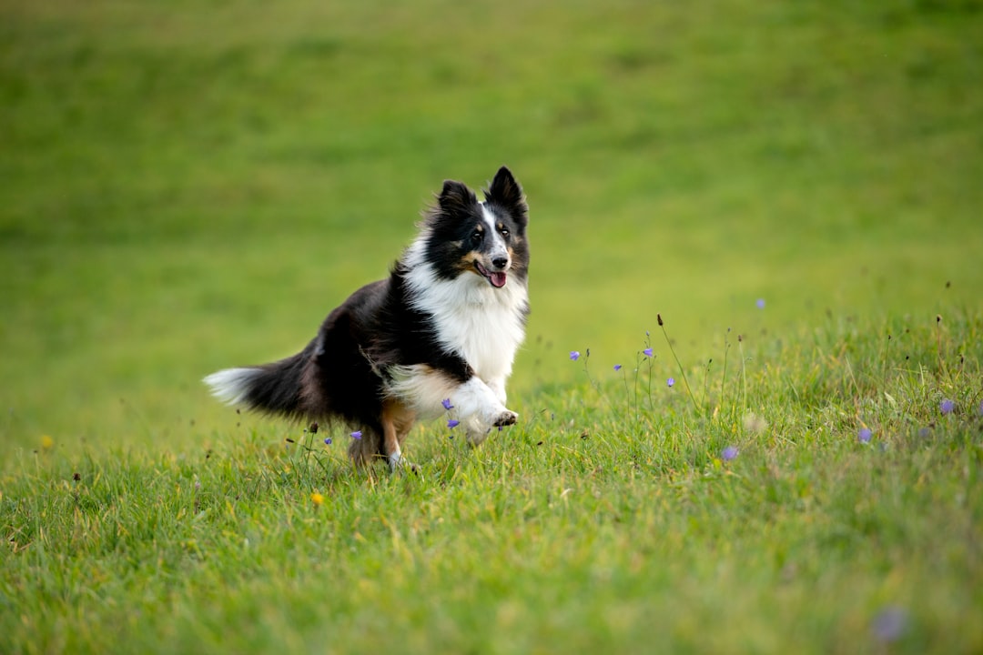 découvrez tout sur le border collie : un chien intelligent, énergique et loyal, idéal pour les familles actives et les amateurs d'agility. conseils d'éducation, soins et caractéristiques de cette race exceptionnelle.