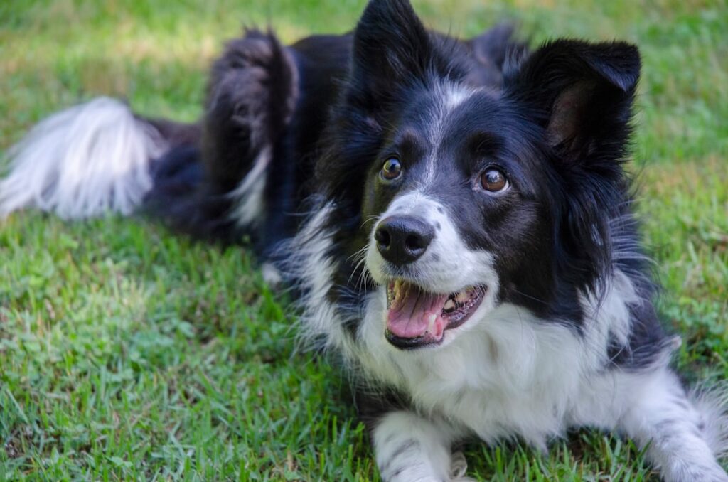 découvrez tout sur le border collie, un chien intelligent, énergique et dévoué, idéal pour la famille et l'agility. conseils d'éducation, soins et particularités de cette race exceptionnelle.