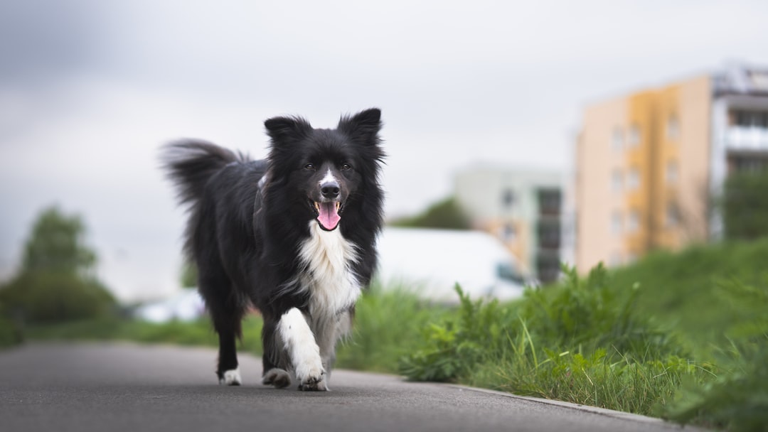 découvrez tout ce qu'il faut savoir sur le border collie : ses origines, son caractère, son intelligence remarquable, ses besoins d'exercice et de stimulation, ainsi que des conseils pour une vie harmonieuse avec ce chien de berger exceptionnel.
