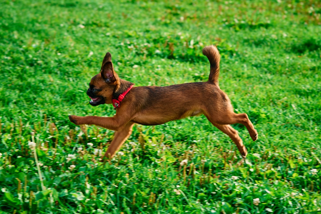 découvrez le border terrier, un chien dynamique, affectueux et plein d’énergie. idéal pour les familles, ce petit terrier rustique séduit par son caractère joueur et sa grande adaptabilité. conseils sur l’éducation, l’alimentation et le mode de vie de ce compagnon attachant.