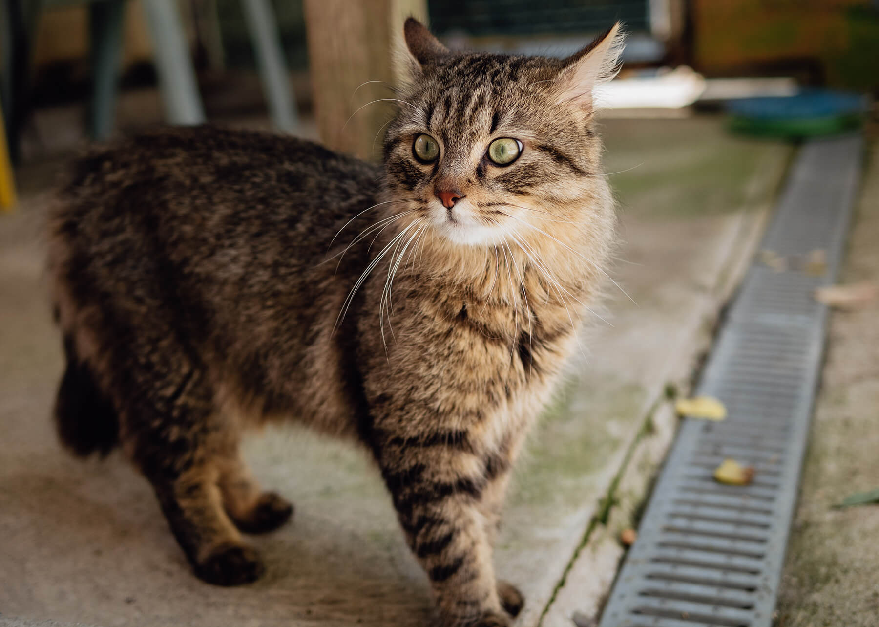 découvrez les principales raisons d’un changement de comportement chez votre chat, comment l’identifier et quelles solutions adopter pour assurer son bien-être et retrouver une harmonie à la maison.