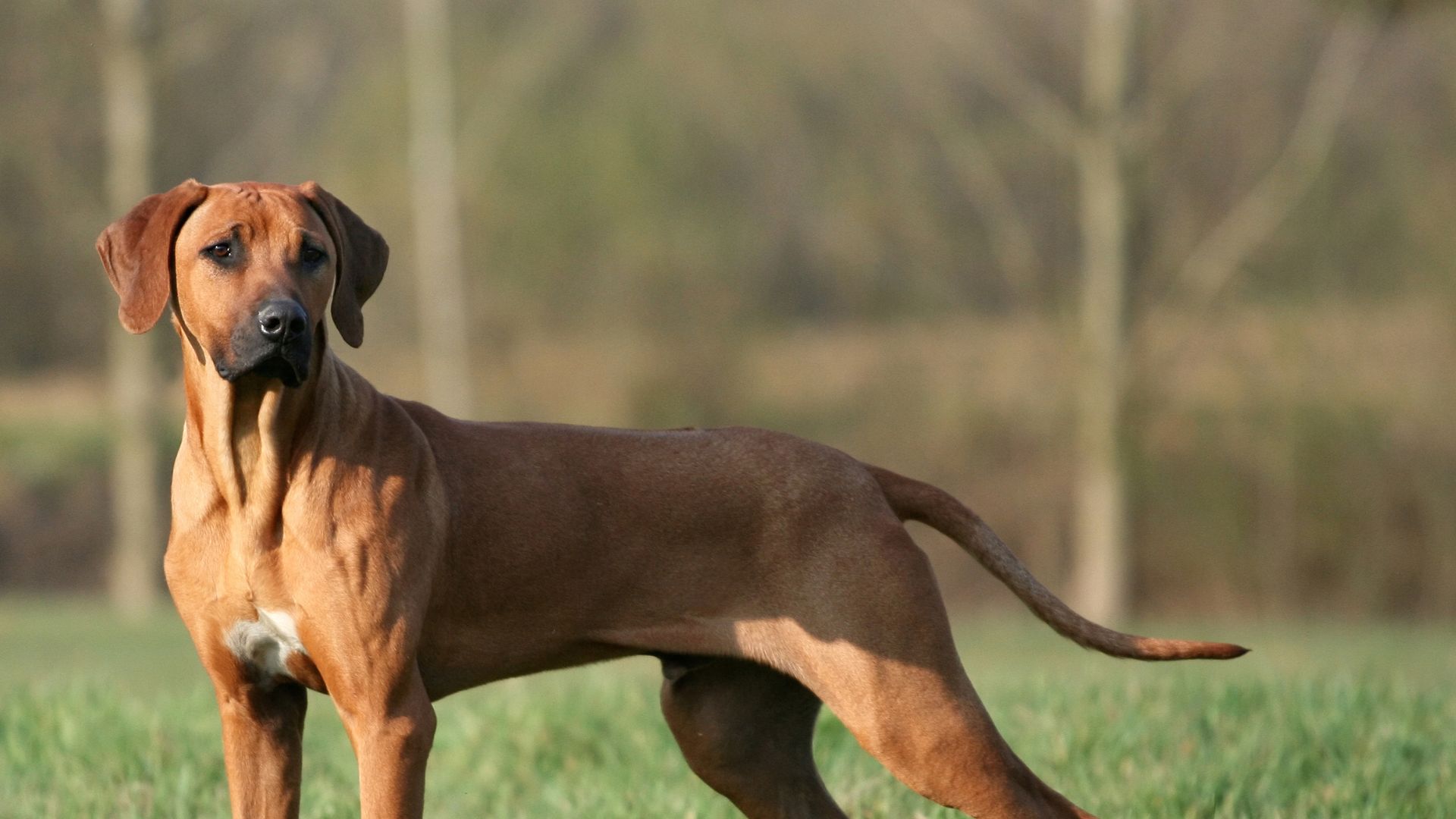 découvrez les meilleurs chondroprotecteurs pour chien en 2025 : solutions innovantes pour protéger les articulations, améliorer la mobilité et soutenir le bien-être de votre compagnon. conseils, avis et comparatif adaptés à chaque race et âge !