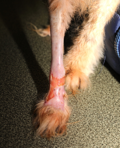 découvrez les causes, symptômes et traitements des croûtes chez le chien. apprenez comment soulager votre animal et prévenir l’apparition de nouvelles croûtes grâce à nos conseils vétérinaires.