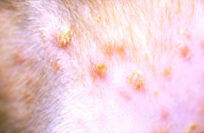 découvrez les causes, symptômes et traitements des croûtes chez le chien. obtenez des conseils pour soulager votre animal et préserver sa santé cutanée.