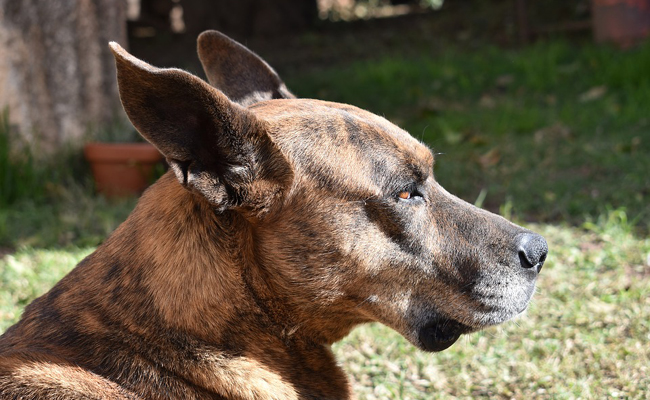 découvrez des solutions naturelles pour soulager l’eczéma de votre chien. conseils, remèdes et astuces pour améliorer le confort et le bien-être de votre animal au quotidien.