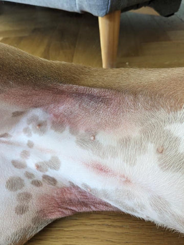 découvrez des solutions naturelles pour apaiser et traiter l’eczéma chez le chien. conseils efficaces, remèdes bio et astuces pour soulager la peau de votre animal naturellement.