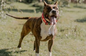 découvrez les causes possibles des gargouillements chez le chien et les solutions pour soulager votre animal. conseils vétérinaires et astuces pour assurer son bien-être.