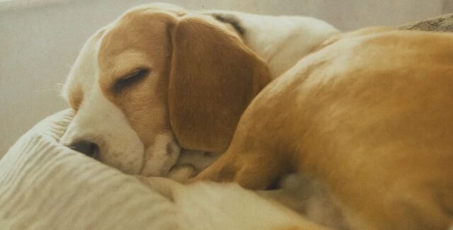 découvrez les principales causes des gargouillements chez le chien et les solutions pour soulager votre animal. conseils vétérinaires et astuces pour assurer son bien-être.