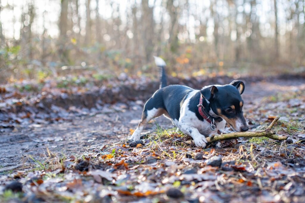 découvrez tout sur le jack russell : un chien dynamique, intelligent et affectueux. conseils d'éducation, soins, alimentation et astuces pour prendre soin de votre jack russell au quotidien.