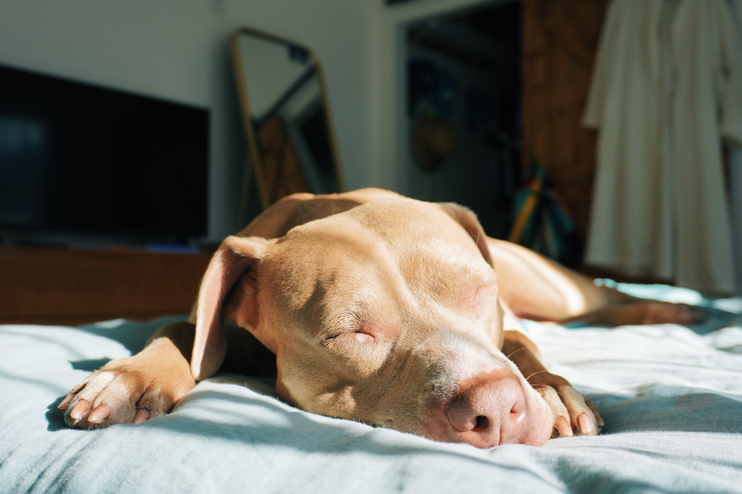offrez à votre chien un confort optimal et un soutien adapté avec notre lit orthopédique. idéal pour soulager les articulations et améliorer le sommeil des chiens de tous âges.
