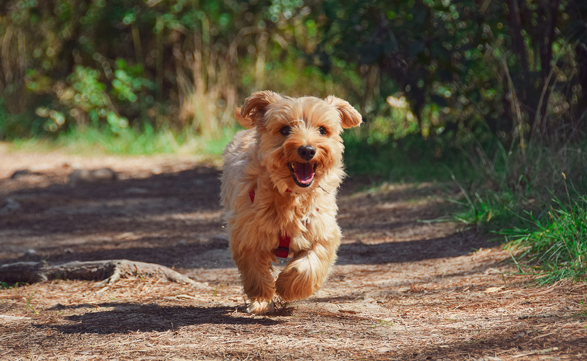 découvrez tout ce qu’il faut savoir sur la santé, les soins et les problèmes courants concernant la patte arrière de votre chien en 2025. conseils d’experts pour assurer bien-être et mobilité à votre compagnon.