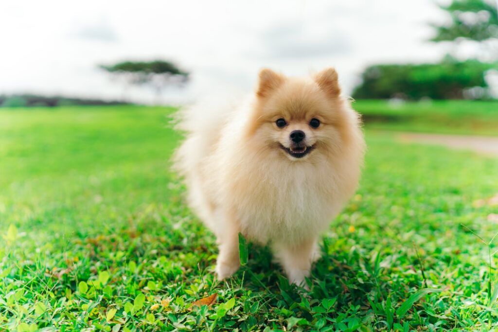 découvrez le pomeranian, un petit chien vif et affectueux au pelage abondant. conseils d'élevage, caractère, santé et tout ce qu'il faut savoir pour adopter ce compagnon adorable.