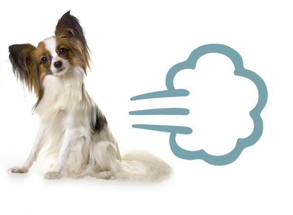 découvrez des remèdes de grand-mère pour soulager la flatulence chez le chien : conseils naturels, astuces et alimentation pour améliorer le confort digestif de votre compagnon à quatre pattes.