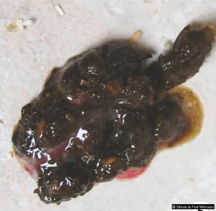 découvrez les causes possibles de la présence de sang dans les selles de votre chien, les symptômes à surveiller et les conseils pour réagir rapidement afin de protéger la santé de votre animal.