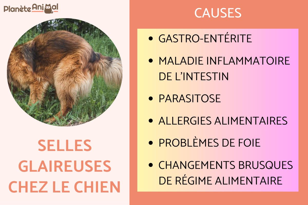 votre chien a du sang dans les selles ? découvrez les causes possibles, les premiers gestes à adopter et quand consulter un vétérinaire pour assurer la santé de votre animal.