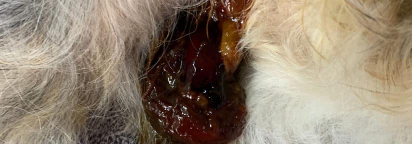 découvrez les causes possibles de la présence de sang dans les selles de votre chien, les signes à surveiller et quand consulter un vétérinaire pour assurer la santé de votre animal.