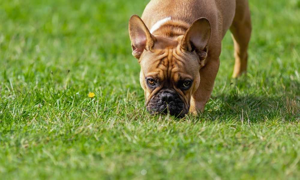 découvrez pourquoi le ventre de votre chien gargouille, quelles peuvent être les causes de ces bruits intestinaux chez le chien et quand s'inquiéter. conseils vétérinaires.