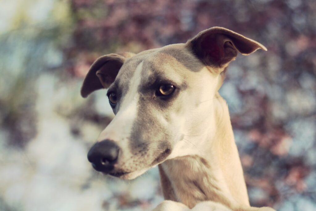 découvrez le whippet, un chien élégant et rapide, idéal pour les familles actives. informations sur son caractère, son entretien et ses besoins spécifiques pour bien accueillir ce compagnon affectueux.