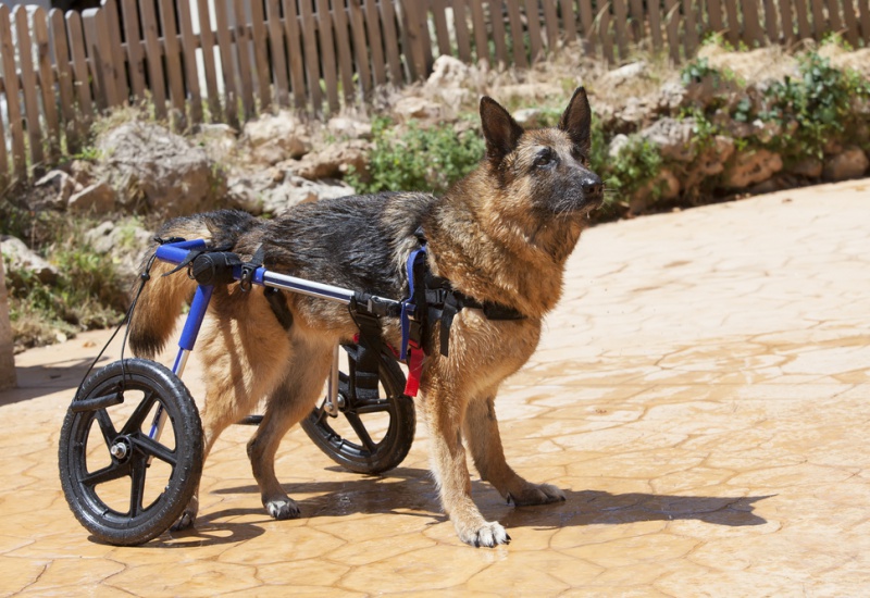 découvrez des conseils pratiques et des solutions adaptées pour aider un chien paralysé du train arrière à améliorer son confort et sa mobilité au quotidien.