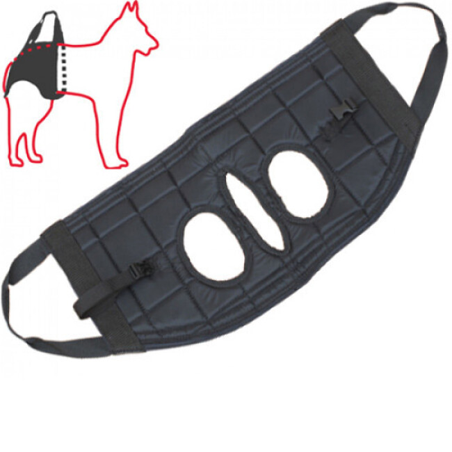 découvrez des conseils pratiques pour aider un chien paralysé des trains arrière à améliorer son confort et sa mobilité au quotidien.